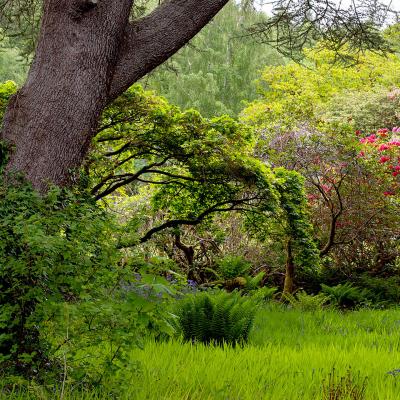 Leckmelm Wall Garden